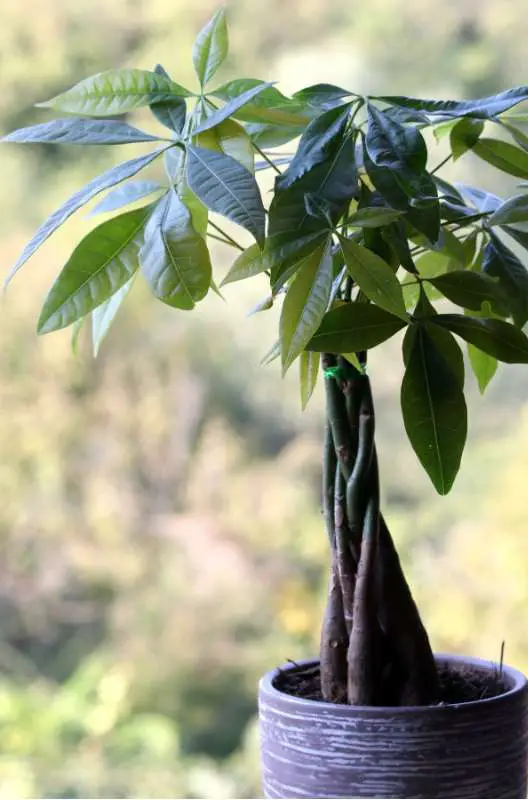 a chinese money tree plant